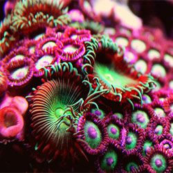 Lighting Your Coral